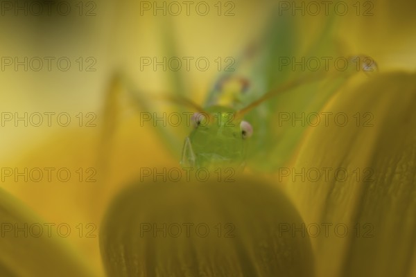 Oak bush cricket (Meconema thalassinum) adult insect on a garden yellow flower in summer, England,