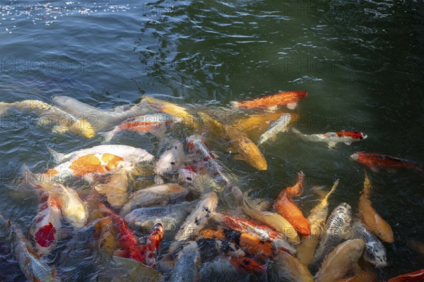 Koi, Nishikigoi, colour carp, many fish feeding on the water surface in the moat of Hiroshima