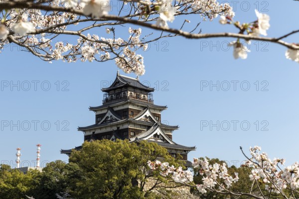 Hiroshima Castle, also known as Carp Castle, against a blue sky with cherry blossoms, sakura, and