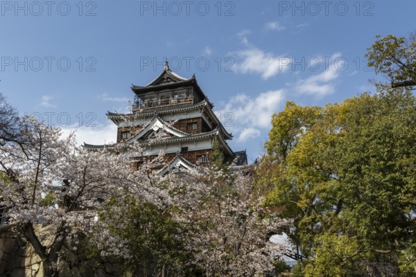 Hiroshima Castle, also known as Carp Castle, in front of a blue sky with cherry blossoms, Sakura,