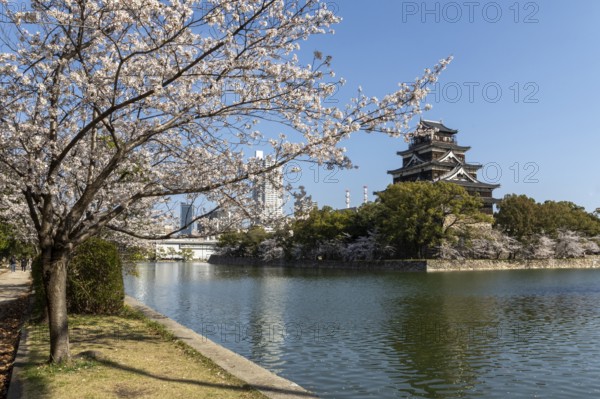 Hiroshima Castle, also known as Carp Castle, against a blue sky with cherry blossoms, sakura, and