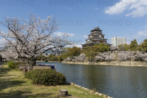 Hiroshima Castle, also known as Carp Castle, against a blue sky with cherry blossoms, sakura, and