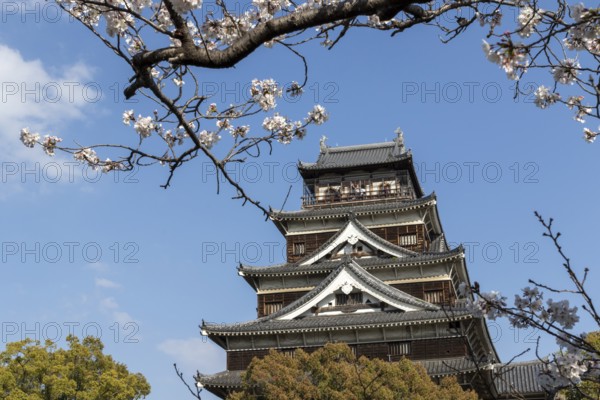 Hiroshima Castle, also known as Carp Castle, in front of a blue sky with cherry blossoms, Sakura,