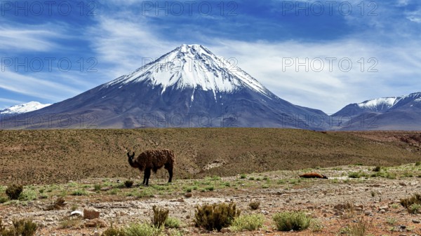 A llama stands in front of a snow-capped volcano in a vast desert landscape, llamas in the