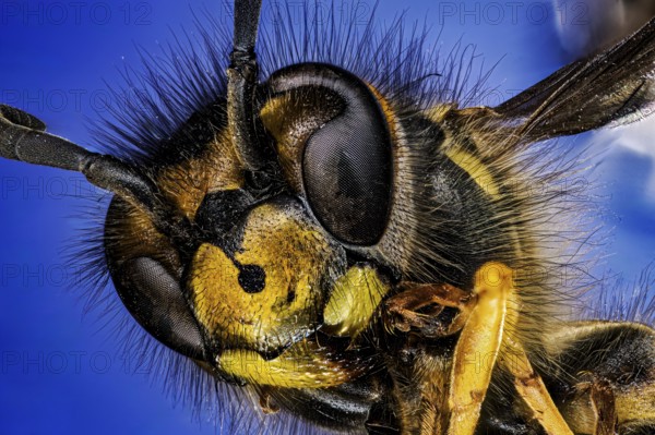 Macro photograph of a wasp with detailed facial features on a blue background, macro portrait of a