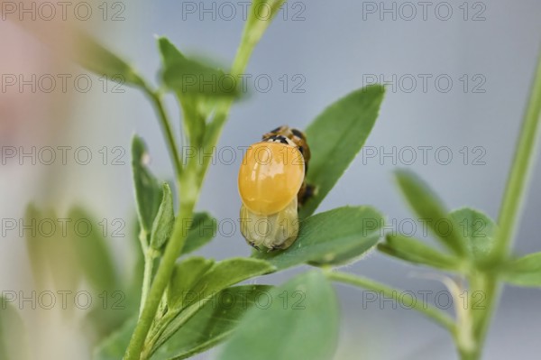 Macro photograph of a newly hatched ladybird (Coccinellidae) on a leaf drying its wings, natural