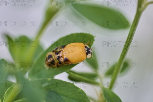 Close-up of a ladybird larva (Coccinellidae) on a leaf surrounded by green plants, beetle almost