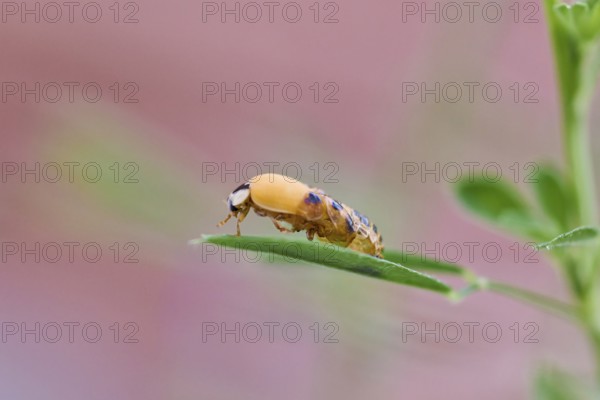 Ladybird larva (Coccinellidae) on a leaf in front of a light pink background, beetle almost fully