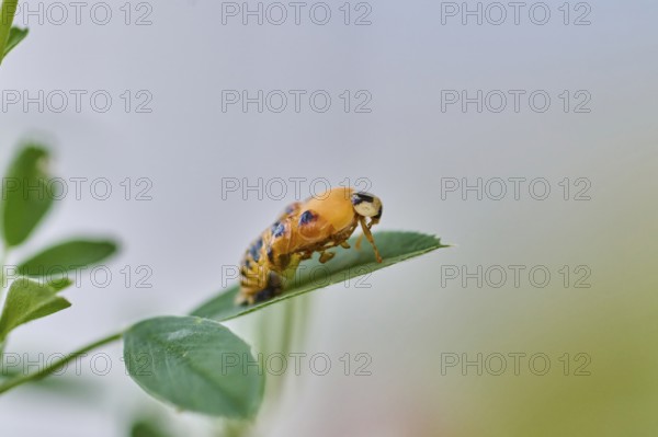 Macro photograph of a ladybird larva (Coccinellidae) on a green leaf in front of a blurred