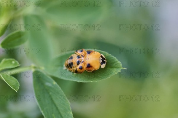 Macro photograph of a ladybird larva (Coccinellidae) on a leaf, beetle beginning to hatch,