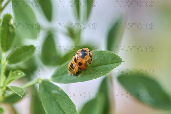 Ladybird larva (Coccinellidae) on a green leaf, beginning of hatching, close-up with clear focus on