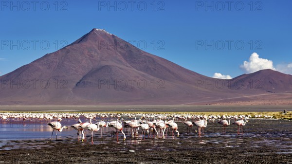 Flamingos stand in front of majestic mountains in shallow water, the James flamingos in the Laguna