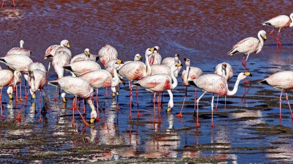 Flamingos gather in a shallow body of water under a blue sky, The James flamingos in the Laguna