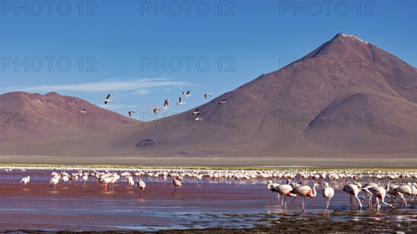Flamingos and birds flying against a mountain backdrop in a vast landscape, the James flamingos in