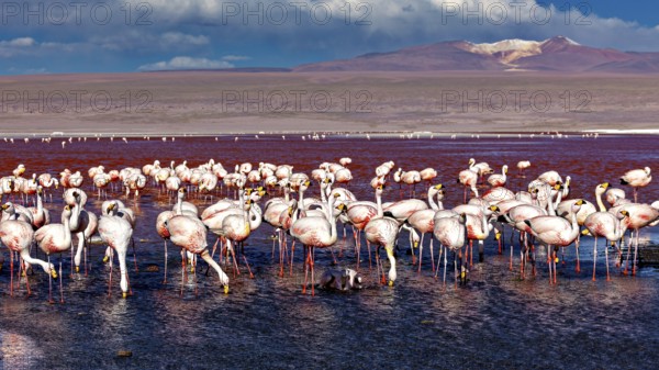 Flamingos standing in the water with a mountain backdrop under a dramatic sky, The James flamingos