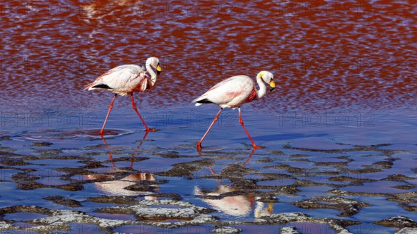 Two flamingos walk in the shallow water and are reflected in it, The James flamingos in the Laguna