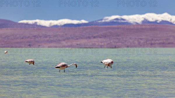 Flamingos nibbling in the calm water with snow-capped mountains in the background, The James