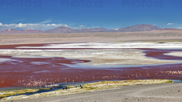 A vast landscape with a red lagoon and flamingos under a clear sky and mountain backdrop, the James
