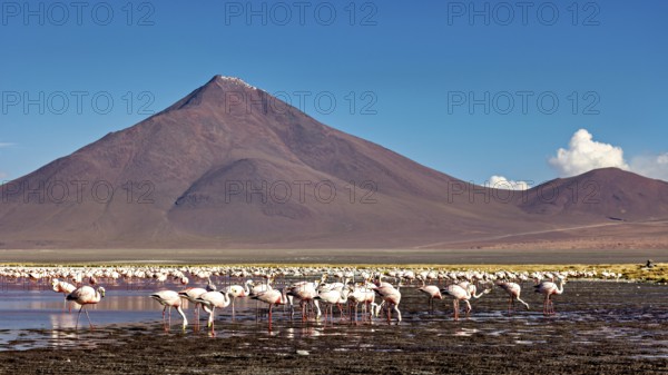 Flamingos in large numbers in front of picturesque mountains and sky, the James flamingos in the