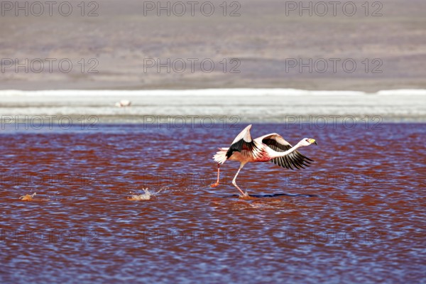 A flamingo flies low over a red lake, wings outstretched in motion, The James flamingos in the