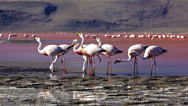A group of flamingos stands in shallow water against a mountain backdrop, The James flamingos in