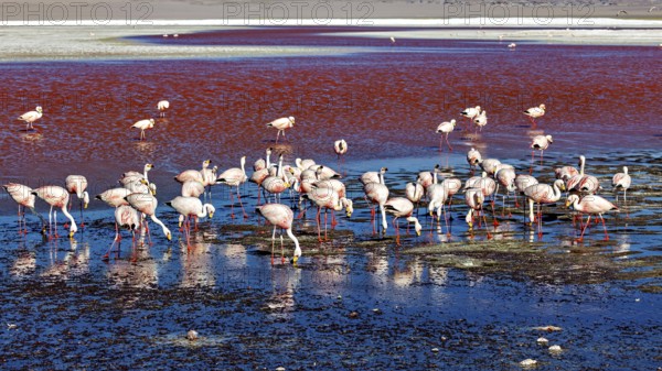 Flamingos are scattered in a red lagoon in a vast, tranquil desert landscape, The James flamingos