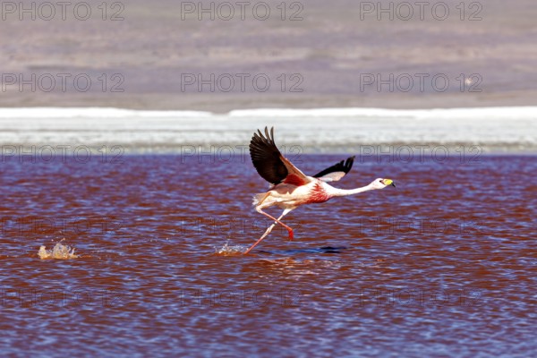 A flamingo flies over a red lake, its wings raised in the air, The James flamingos in the Laguna