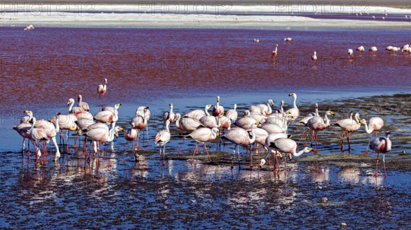 Flamingos resting in the reflecting waters of a lagoon in the middle of a desert landscape, The