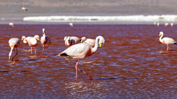 A single flamingo crosses the red water at sunset and is reflected in it, The James flamingos in