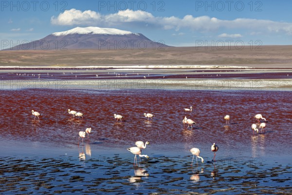 Flamingos standing in a red lake with a snow-covered volcano in the background, The James flamingos