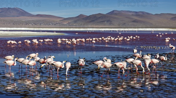 Group of flamingos in the shallow lake with reflecting water and wide sky, The James flamingos in
