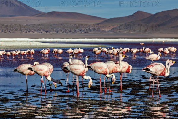 Flamingos resting in still water with a view of distant mountains, The James flamingos in the