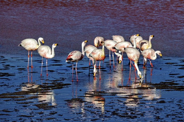 Flamingos in the red reflecting water with strong reflection, The James flamingos in the Laguna