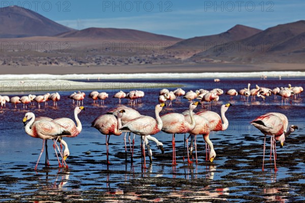 A harmonious scene of flamingos in the water against a mountain backdrop, the James flamingos in