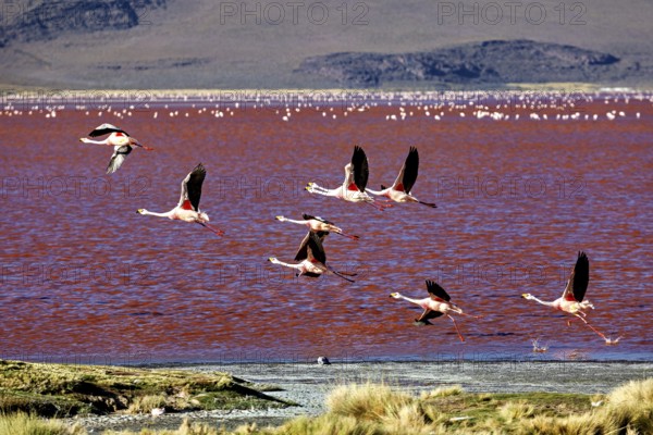 Flying flamingos over a red lake with a mountainous landscape in the background, the James
