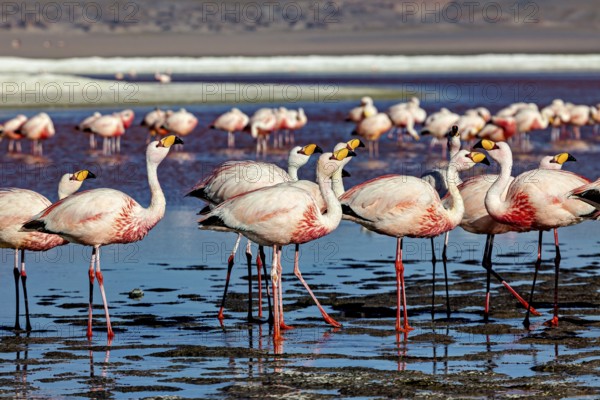 Close-up of a group of flamingos in shallow water, The James flamingos in the Laguna Colorada in