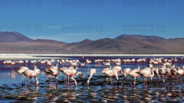 Flamingos standing in large numbers in the water of a high Andean lake, surrounded by mountain