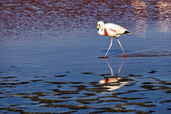 A flamingo walks across the water, its reflection is clear, The James flamingos in the Laguna