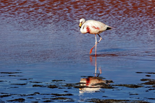 A single flamingo walks in the water, its reflection is visible, The James flamingos in the Laguna