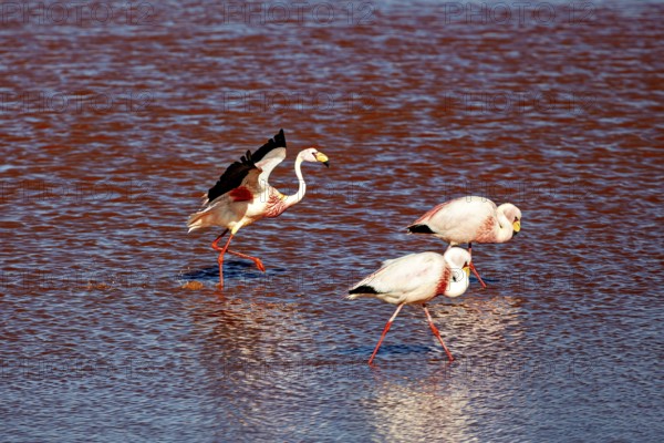 Three flamingos walk through the red water, one spreads its wings, The James flamingos in the