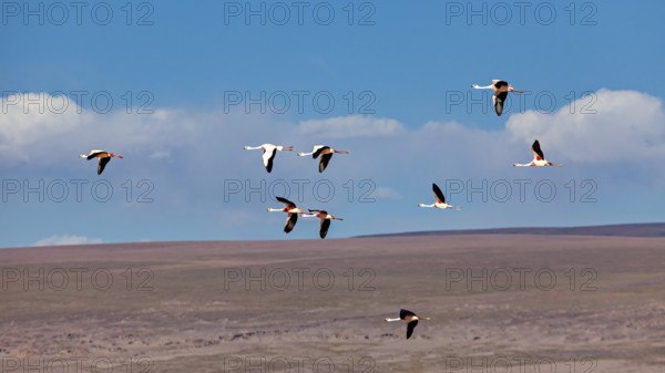 Several flamingos flying high in the blue sky over a wide landscape, the James flamingos in the
