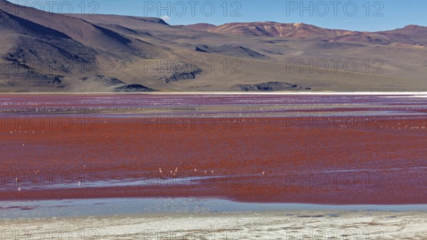 A red lake in a desert landscape with mountains in the background and flamingos in the water, the