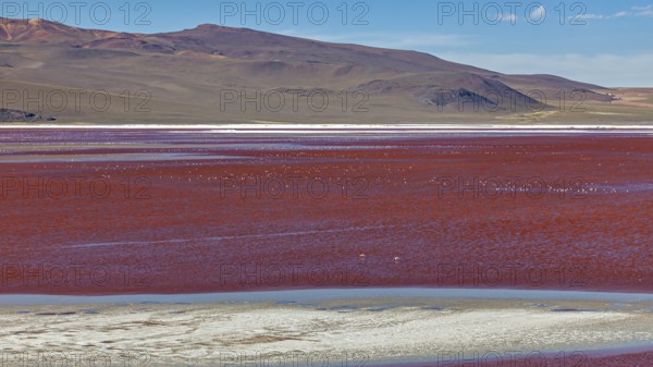 A vast red lake in a barren desert landscape with mountains in the background, Laguna Colorada on