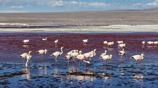 Group of flamingos in a large red water area with blue sky, The James flamingos in the Laguna