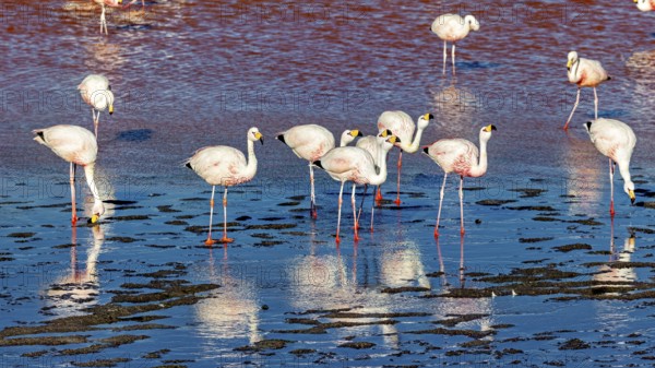 Flamingos standing in the water with red and blue shimmering reflection, The James flamingos in the