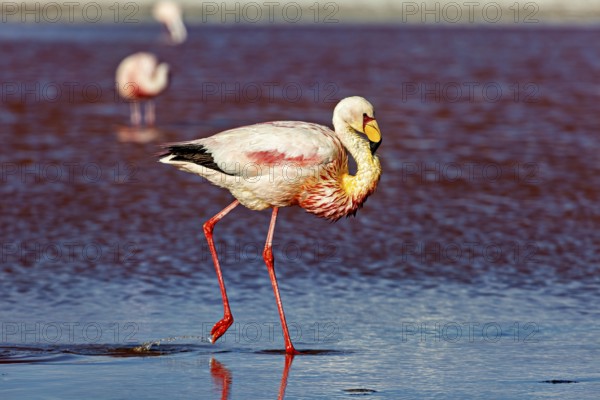 Close-up of a flamingo, standing in shallow water, the background blurred, The James flamingos in