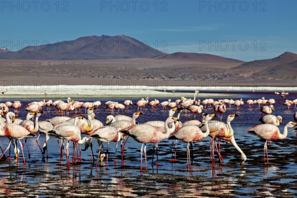 A wide panorama shows a large flock of flamingos in shallow water, surrounded by mountains, The