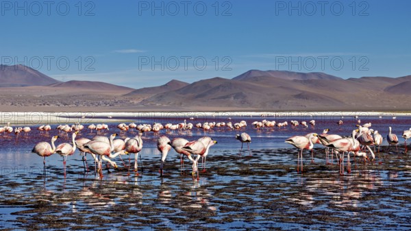 Flamingos in the water with a wide horizon and clear sky, The James flamingos in the Laguna