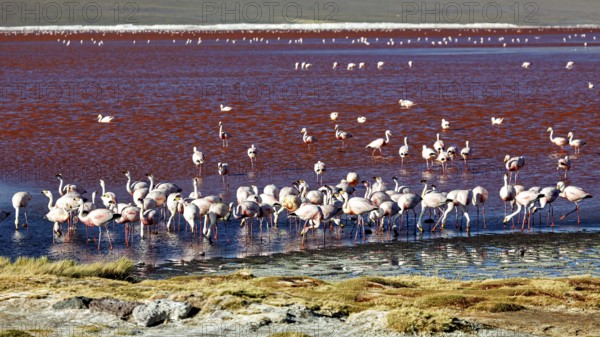 Large flock of flamingos on the shore of a red lake with green vegetation, the James flamingos in