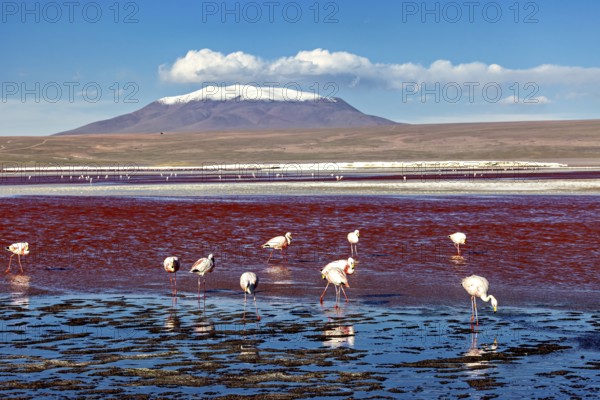 Flamingos at the red lake in front of a snow-covered volcano under a blue sky, The James flamingos